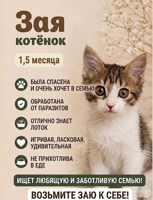 Котята бесплатно