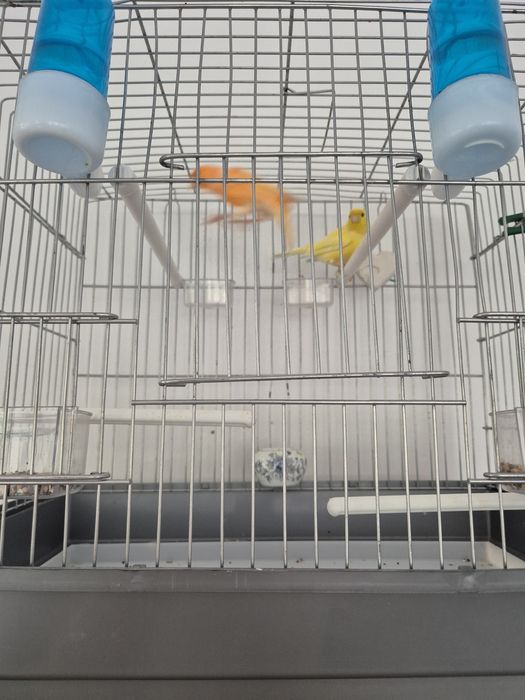 Канарейки самцы 2 штуки