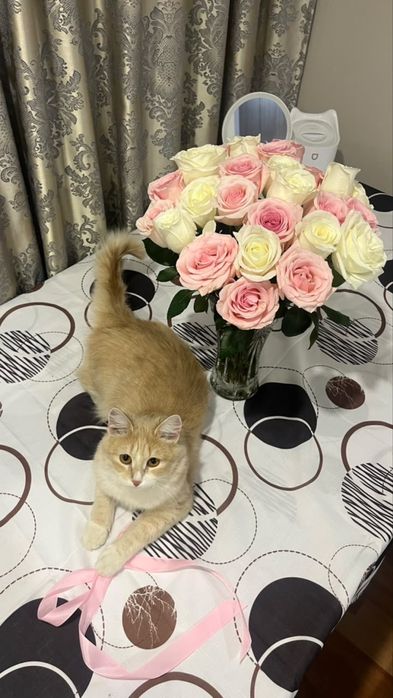 Отдам кошку в добрые руки