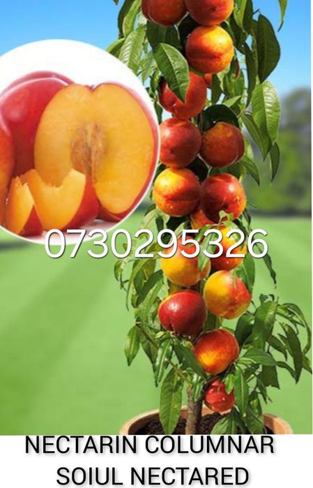 Vând Pomii Fructiferi Altoiți Clasici și Columnari