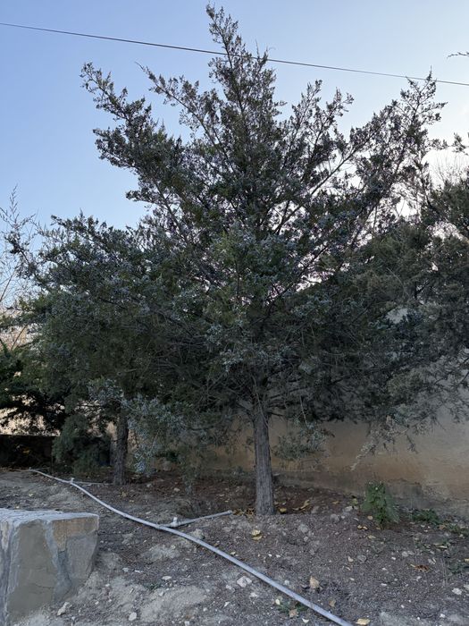 Продаются туи 7 штук.