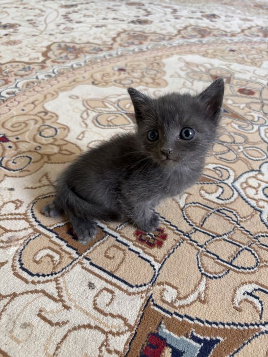 Отдам в добрые руки котят