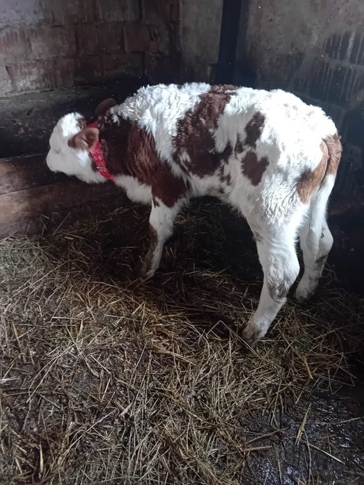 Vand tauraș de 3 saptamâni