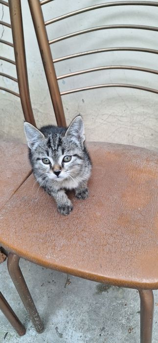 Котёнок в добрые руки мальчик 2 месяца