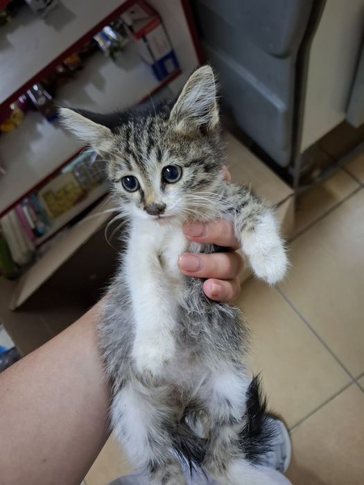 Отдам даром кота