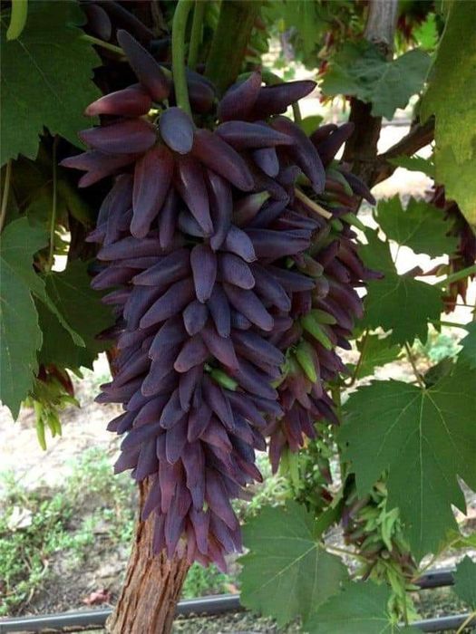 кишмиш двудомный?. сорт винограда ведьмины пальцы. виноград мун дропс. виноград свит сапфир кишмиш. кишмиш аватара.