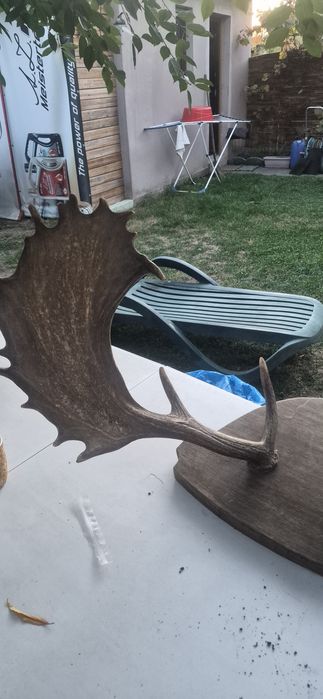 Vand trofeu cerb lopatar