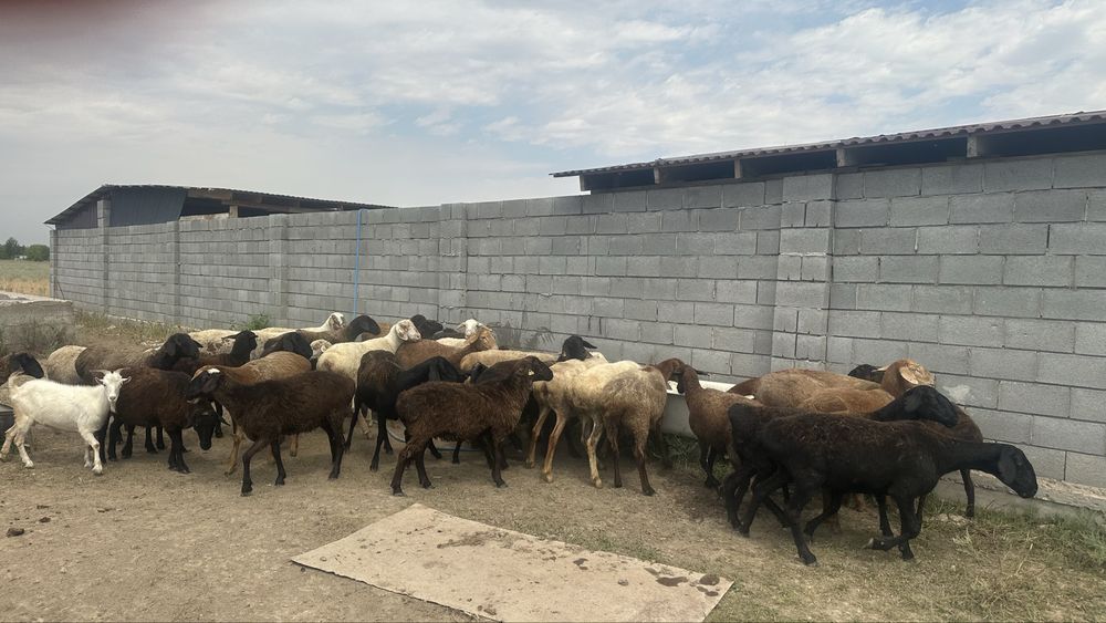Овцы, бараны срочно продам