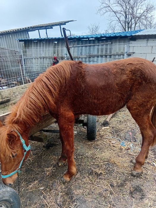 Iapă de vanzare are 1 an jumate