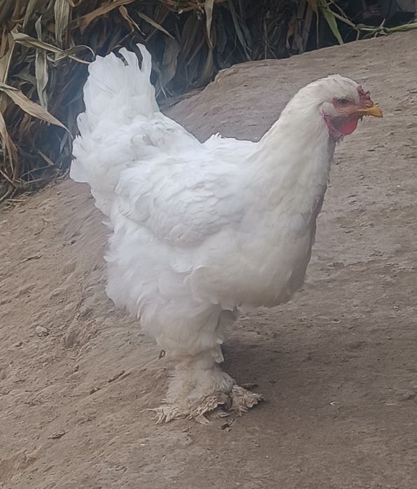 Brama hõroz sotladi