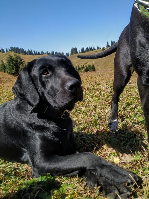 Кабель лабрадора ищет невесту