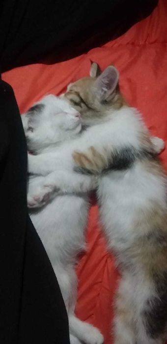Котята 1,5 месяцев