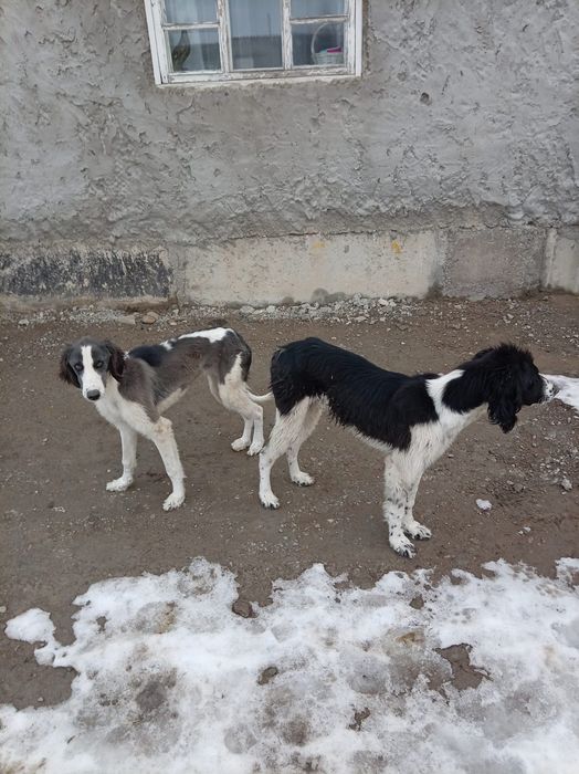 Продам щенков Тазы