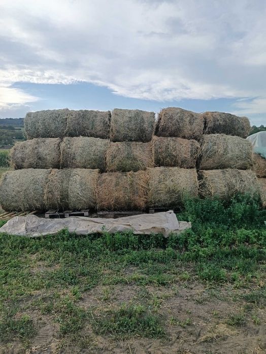 Baloți rotunzi de lucernă 120×120