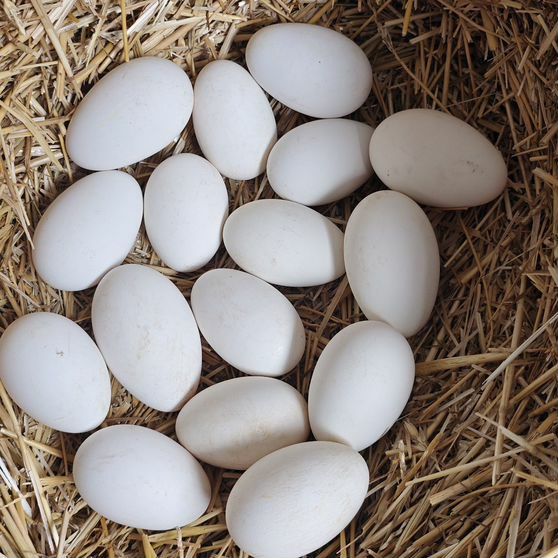 Гусиные яйца. утиные яйца. Бухара. DUCK EGGs fresh and home