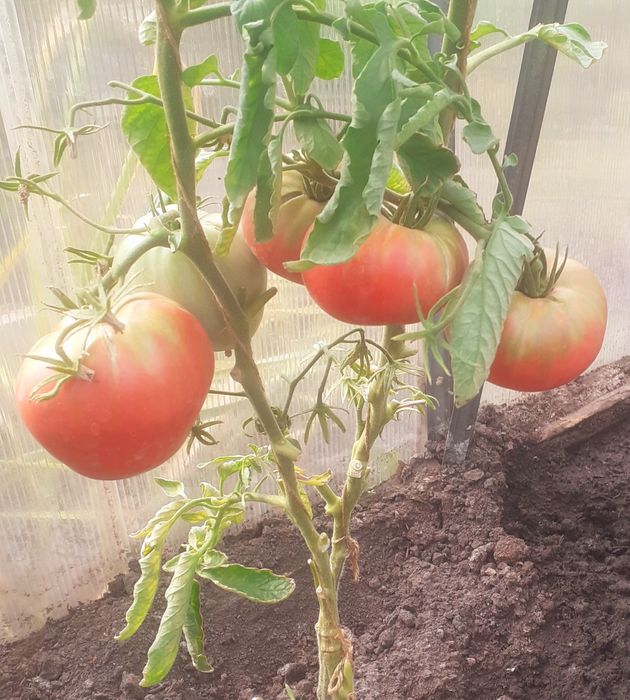 Продам домашние помидоры сорт  Бычье сердце