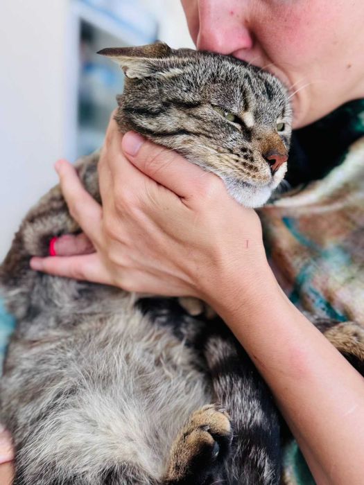 Мъжко коте търси дом