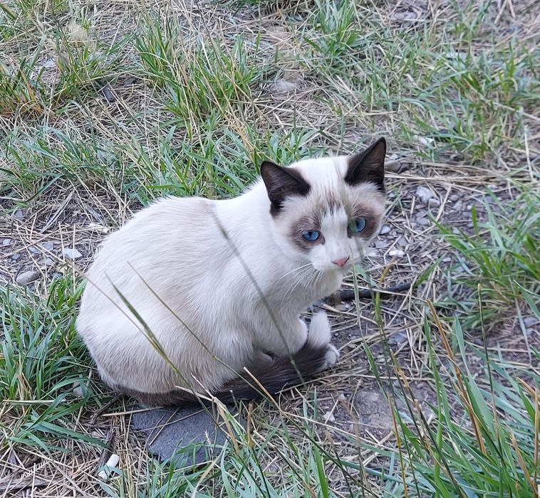 Отдам котят подростки в добрые руки