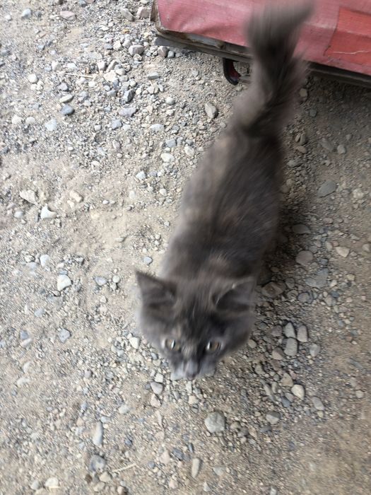 Котенок бесплатно