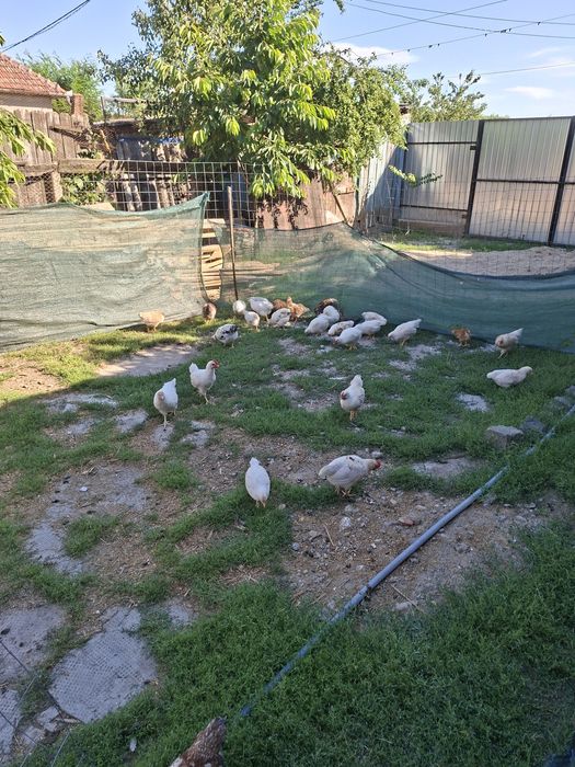 Vand un lot de 37 de pui de casa