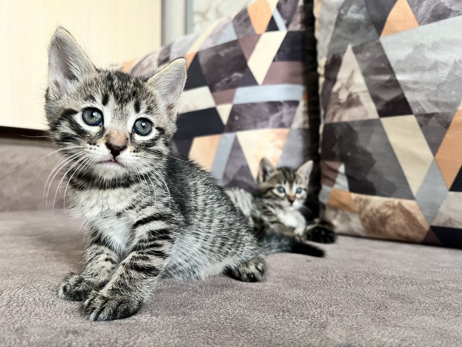 отдам котят бесплатно