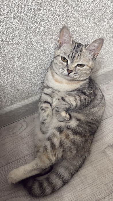 Отдам в добрые руки