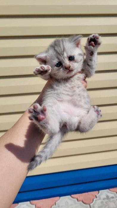 Котята шотландские