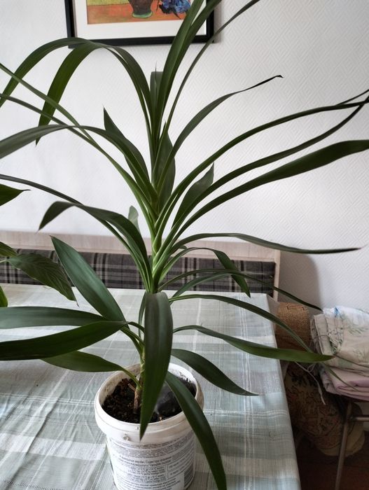 Продам домашние цветы