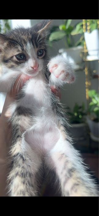 Отдам котенков бесплатно