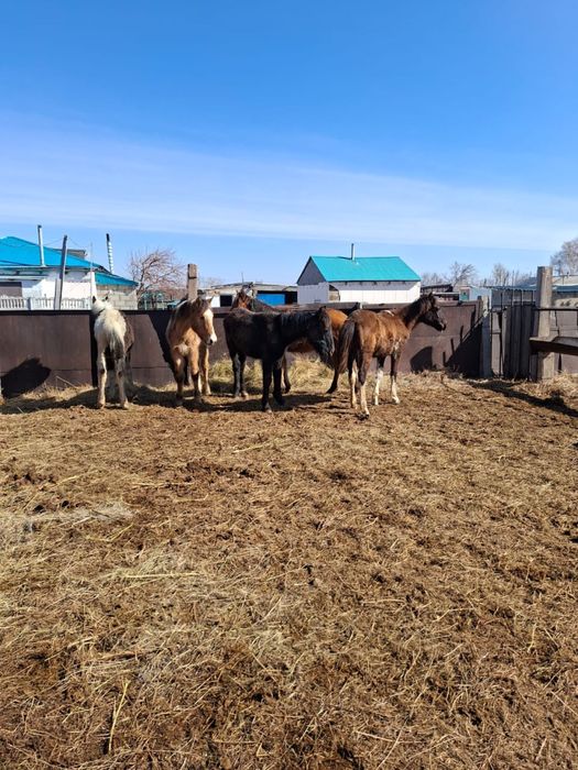 Тайлар еркек 4 бас сатылады