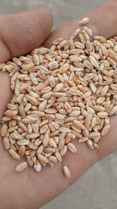 Мука (ұн), отруби (кебек) в оптом!!!