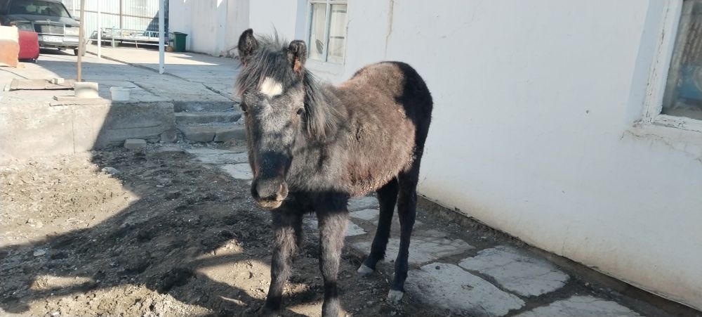 Сатылады жабағы семіз