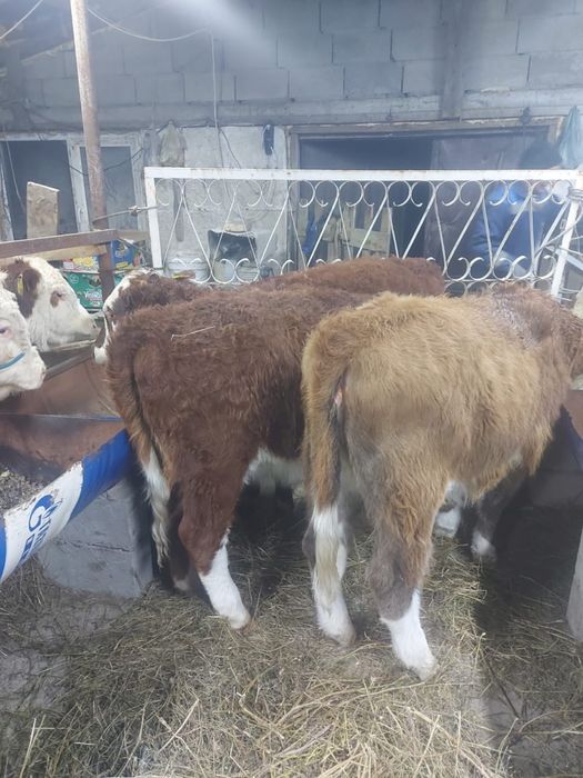 Продам подсосы телочки