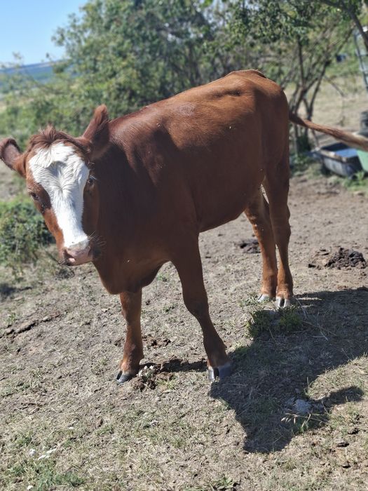 Vând un vitel si o jurinca