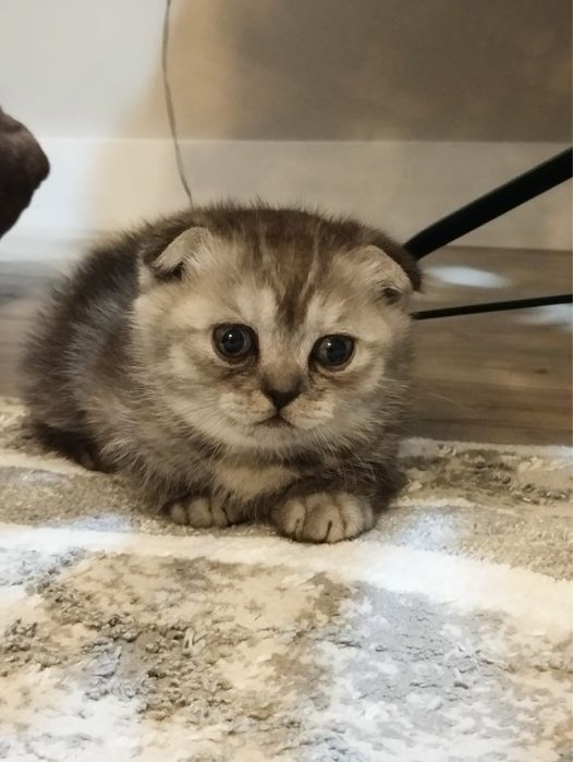 Шотландская вислоухая девочка