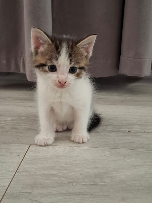 Отдам котят бесплатно