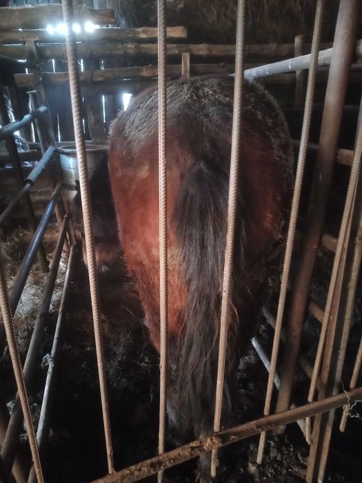 Продам таев с откорма