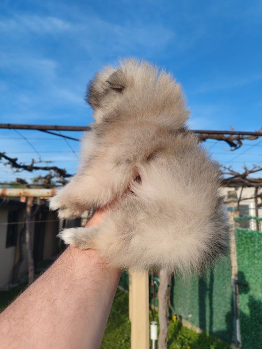 Померан мини мъжко и женско