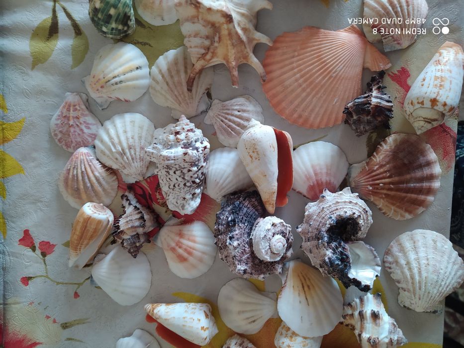 Морские ракушки очень красивые