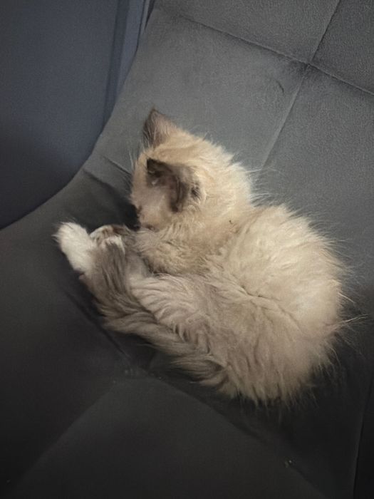 Котята сиамские вислоухие