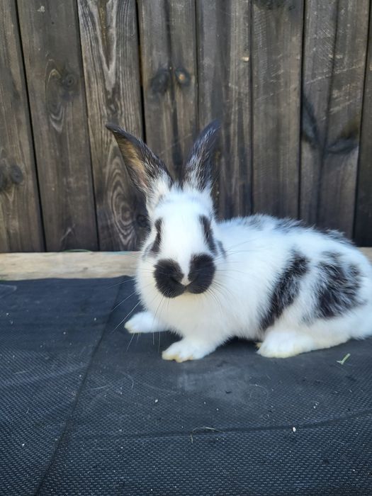 Vand iepuri fluturi germani pestriti , janet