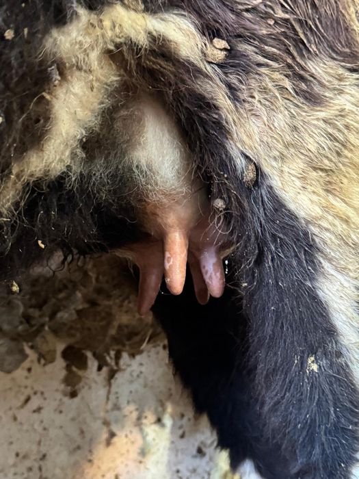 Бірінші тума Сауынды  қашар