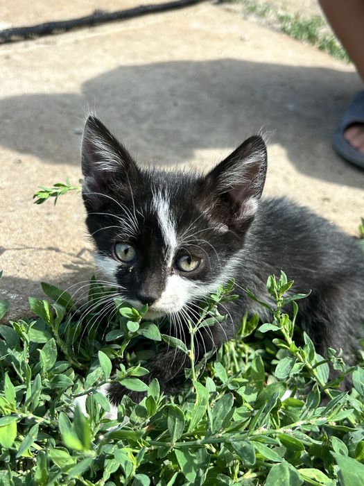 Котята, в добрые руки