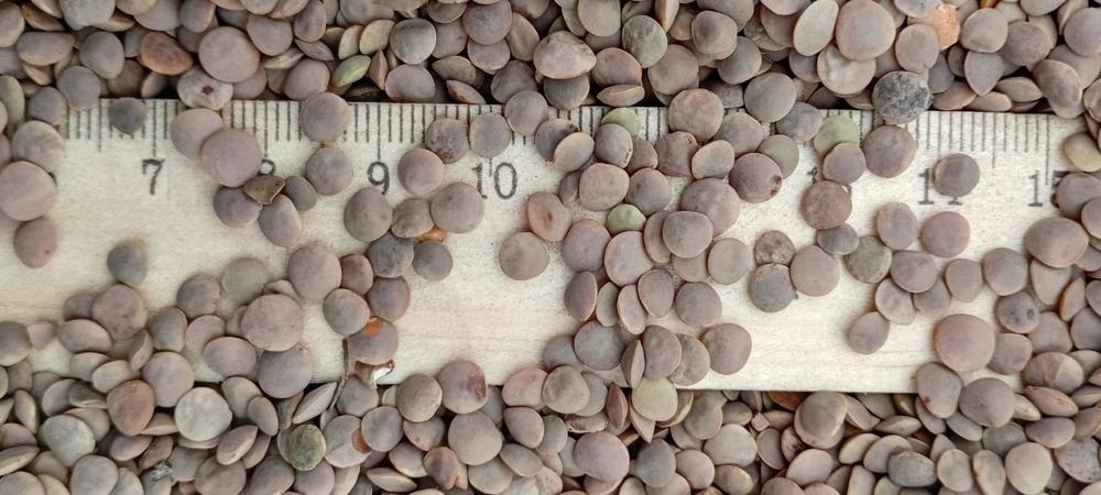 Чечевица.Зерновой клуб!