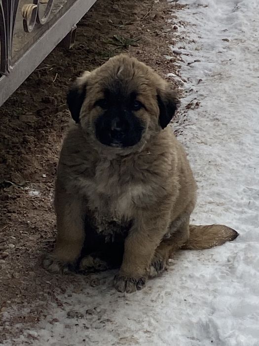 Төбет ит сатылады ұрғашы 2 айлық