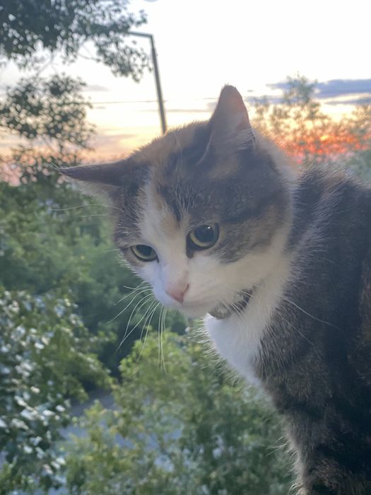 Отдам Кошку бесплатно