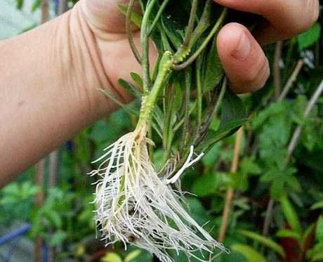 Разсад ПЕПИНО (пъпешово дърво)