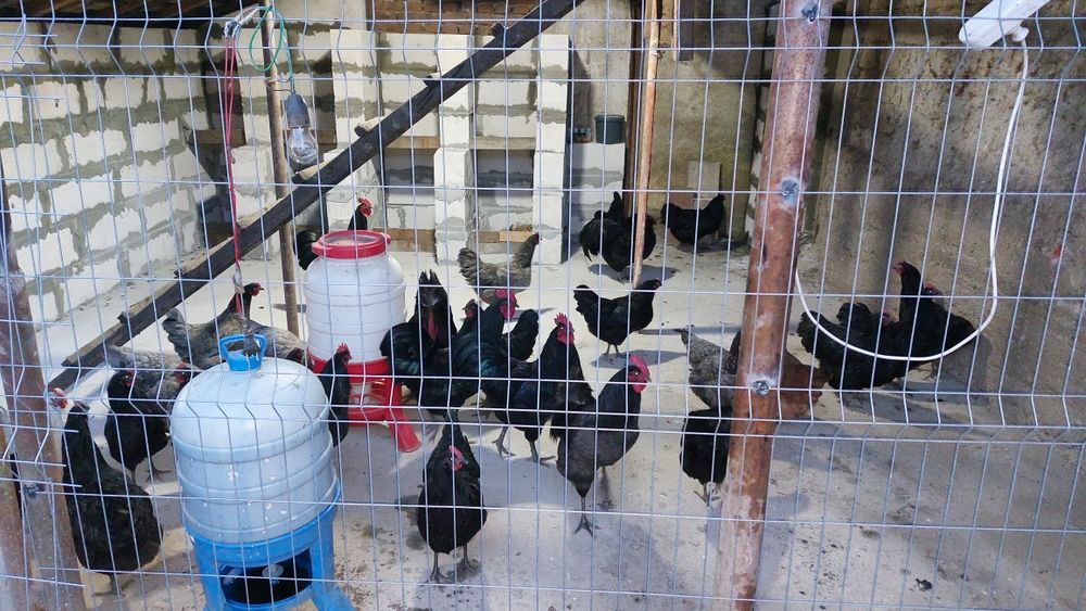 AUSTROLORP!!Cele mai ouatoare gaini din lume.Oua, pui de o zi, gaini