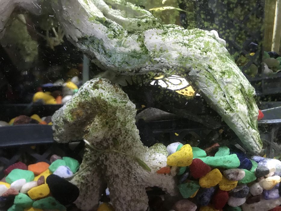 Аквариум с рыбками