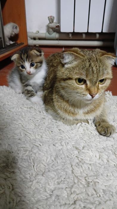 Отдам даром вислоухих котят